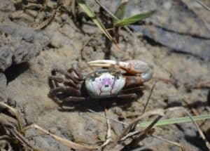 Creature Feature – Crabs