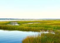 salt marsh