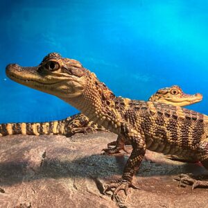 Baby alligators Animal Care in the Discovery Lab