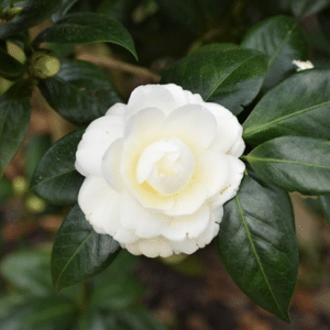 CAMELLIA