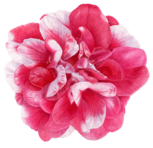 Camellia watercolor