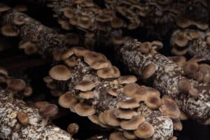 Shiitake mushrooms farming. Mushrooms growing on the logs.