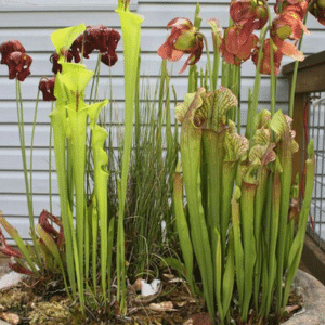 carnivorous plants