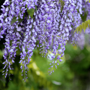 Amethyst Falls Wisteria