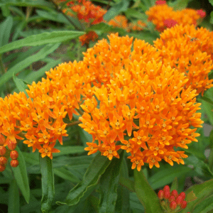 Butterfly Milkweed