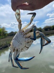 Blue Crab